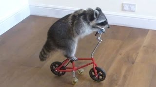 These funny raccoons will make you laugh  Funny and cute raccoon compilation [upl. by Janetta848]