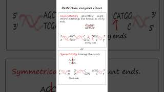 Restriction Enzyme Cleavage of DNA into Fragments biotechnology genetics molecular biology [upl. by Accem]