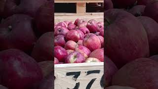 Apple Cold Store in Kashmirreels kashmirviral [upl. by Aihsile723]