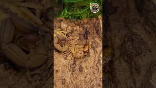 T stigmurus a SelfCloning Scorpion shorts [upl. by Anowahs]