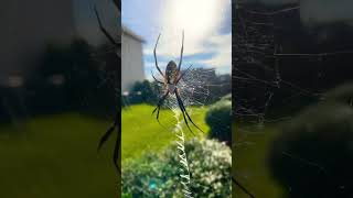 Suburban Homestead What To Do With A Garden Spider Dream Catcher Origin [upl. by Kazue]