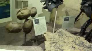 Eocene display at the Smithsonion National Museum of Natural History HD [upl. by Schaffel]