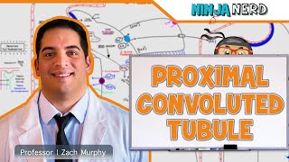 Renal  Proximal Convoluted Tubule [upl. by Natty]