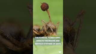 Terrifying Zombie Fungus Is a REAL Thing  Unveiled [upl. by Ailekahs]