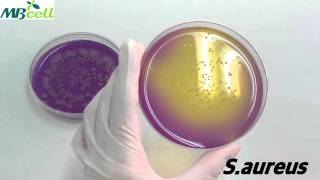 Dextrose Tryptone Agar [upl. by Dasi]