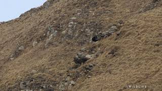 Accoppiamento Aquila reale in Valle Argentina 24 [upl. by Yezdnil]