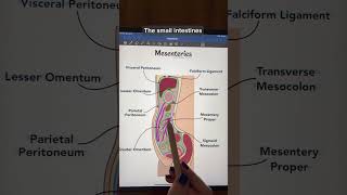 Mesenteries anatomy physiology anatomyandphysiology premed stem study biology [upl. by Stearns]