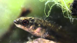 910 Spined Stickleback Pungitius pungitius Underwater UK [upl. by Asetal38]