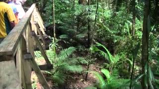 Rain Forest Daintree National Park  Australia [upl. by Yendis719]