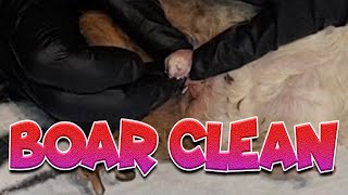 Male Guinea pig impaction and boar cleaning ouch  with Cavy Central [upl. by Saree]