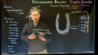 Phylum Porifera The Sponges [upl. by Zeret]