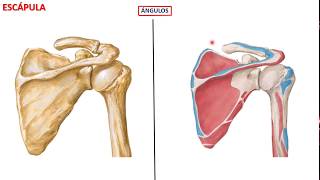 Escápula [upl. by Darelle150]