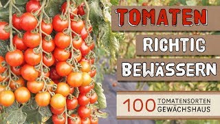 Tomaten richtig bewässern  100 Tomatensorten Gewächshaus [upl. by Nesilla]