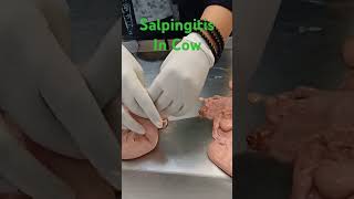 Salpingitis In Cow reproduction gynaecology biology veterinaryeducation [upl. by Duffie103]