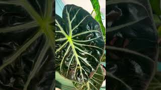 Alocasia Pink Dragon houseplant indoorplants tropicalplants garden gardening plants [upl. by Retep]