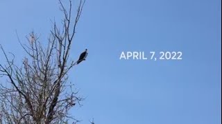 Osprey return to Spring Meadow Lake in Helena [upl. by Garret]