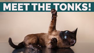 Tonkinese Cats 101 Personality History Behavior And Health [upl. by Aracot]