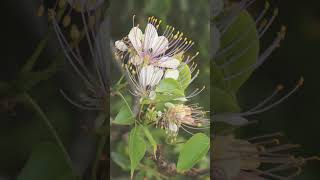 🌹¹⁶☆•⁵ Varuna Crateva adansonii subsp odora in Caper Family Capparaceae [upl. by Oicnerolf73]