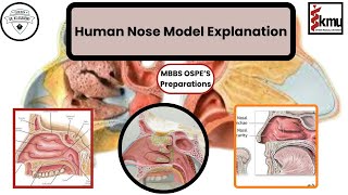 Human Nose Model Explanation  OSPE Preparation  Dr KS Academy [upl. by Velasco76]