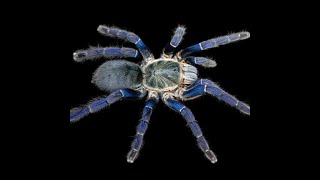 Cobalt Blue Tarantula [upl. by Esta]