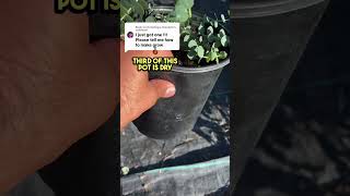 How to grow Eucalyptus How to water eucalyptus Where to grow eucalyptus at home eucalyptus herb [upl. by Sunil561]