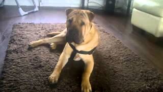 my shar pei x mastiff 9 months old [upl. by Hamlani249]