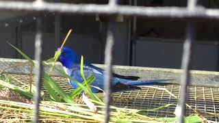 Scarlet Chested Parrots  Come see Birdman Dads Scarlet Parrots [upl. by Aubrie]