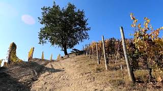 LANGHE  Anello Serralunga dAlba Sinio Serralunga dAlba  Foliage autunnale [upl. by Haye348]