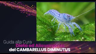 Guida alla Cura Dieta ed Allevamento del CAMBARELLUS DIMINUTUS [upl. by Siuqram]