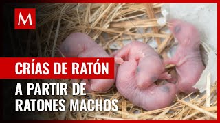 Científicos de Japón crean crías de ratón vivas a partir de células madre de ratones macho [upl. by Ahcsap]