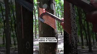 Belajar noreh satisfying latex rubbertree rubberband rubber [upl. by Adirf]