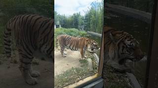 Tiger growling 🐅king 🤴tiger shorts short shortvideo shortsvideo tiger jungkook viral zoo [upl. by Eisej246]