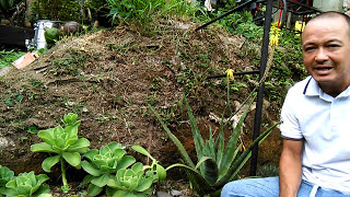 Arte y Vivero  Flor de Aloe Vera  Habla  Fundador Alex Valderrama [upl. by Charbonneau]