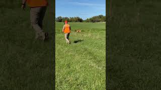 Doc  pointing lab training on chukars [upl. by Yllime]