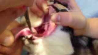 Removing Grass Blade From A Cats NoseThroat [upl. by Amalee]