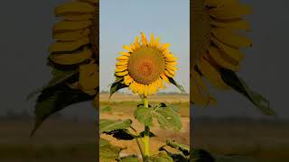 Sun Flower  Helianthus annuus  flowers nature  isaiahphoto KeeganEvansPhotoKyleNutt [upl. by Healey]