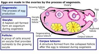 Gametogenesis [upl. by Yung515]