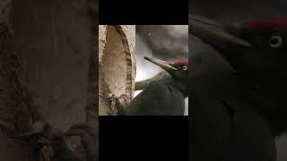 A woodpecker is hollowing out a hollow 12x slow motion shots birds wildlife nature [upl. by Salvadore274]