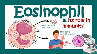 Eosinophils Eosinophil and its role in immunity  What causes high eosinophil  Eosinophilia [upl. by Dlareme]