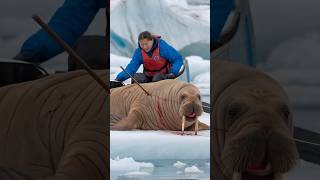 A bear cub pleads with a sailor to save his mother a bond of love and hope unfolds animals [upl. by Louanne532]