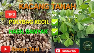 Panduan Lengkap Menanam Kacang Tanah Di Polybag [upl. by Chemash850]