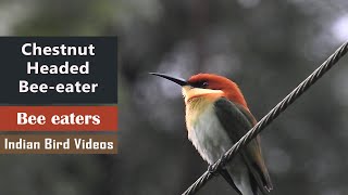 Chestnut headed Bee eater Merops leschenaulti [upl. by Artamas]