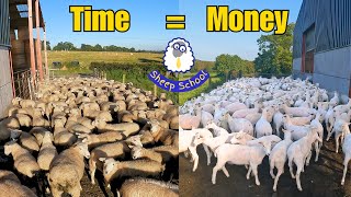 Simple €2 Time Saver  Pros and Cons weighted up farmlife sheep farming ireland livestock [upl. by Killion557]