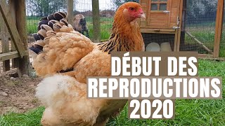 DÉBUT DE LA REPRODUCTION DES POULES  BrahmaWyandottesRousses [upl. by Clapper24]