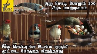 Finches Breeding in Tamil தமிழ் [upl. by Eveivenej]