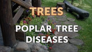 Poplar Tree Diseases [upl. by Tawnya]