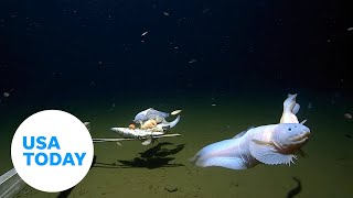 Snailfish breaks record becomes deepest fish ever filmed and captured  USA TODAY [upl. by Hoashis]