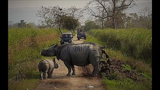 Rhino Pooping  Calf following moms lead [upl. by Lesoj683]