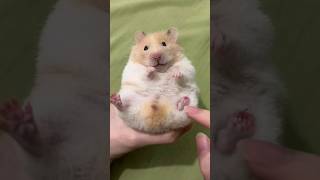 Cute hamster 🐹🐹🐹hamsterhabitats hamsterland pets cute hamsterbabys hamsterdance funny [upl. by Soule]