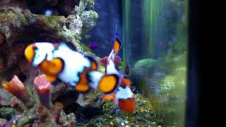 The amazing tailspot blenny [upl. by Harihs]